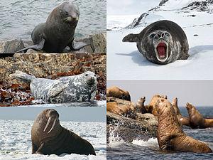 Pinnipeds (seals) Have 4 webbed flippers Have fur that is shed and blubber to keep warm Are found in the cold waters of the Northern and Southern hemispheres Carnivores Feed on