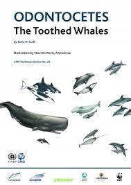 Toothed Whales The toothed whales form an infraorder of the artiodactyl suborder Cetacea, including sperm whales, beaked whales,