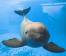 Porpoise Porpoises are small cetaceans of the family Phocoenidae They are related to whales and dolphins.
