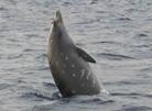 Beaked Whales Beaked whales are the members of the family Ziphiidae which consists of 22 species.