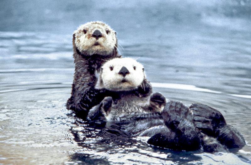 Sea Otters Live in Northern Pacific Ocean from the coast of California to the Aleutian Islands Diet: sea urchins, crustaceans, and mollusks Use