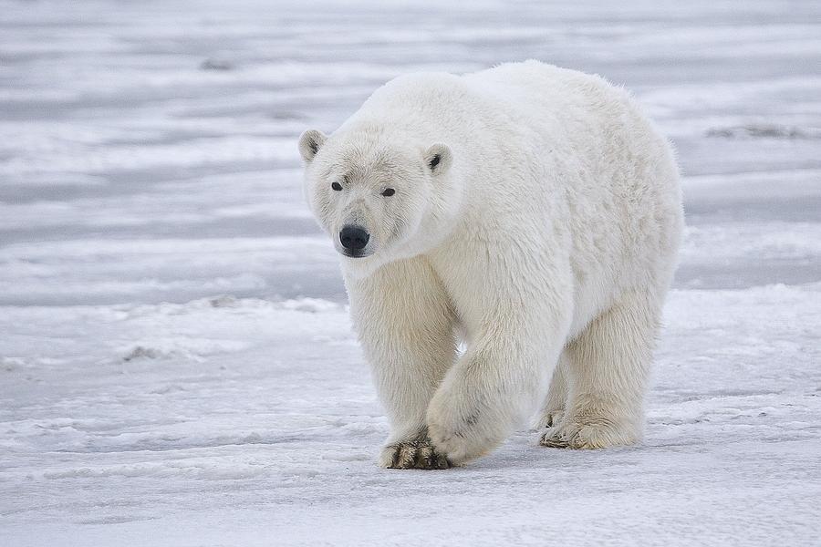 Polar Bears Live in the Arctic Region One of the top predators and mostly feed on seals Excellent swimmers but aren t agile in the water, so they don t swim