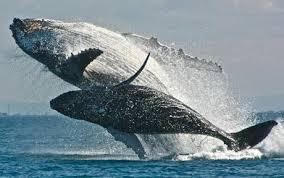 Whales Whales can be found Arctic and Antarctic oceans They eat fish, squid, crabs Life span over 200 years Adapted for diving While diving the animals metabolism