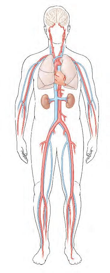 Brain Carotid artery Kidney Abdominal aorta Leg artery Leg vein Duplex ultrasound
