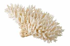 and little pump. Product characteristics: Natural coral is one of the best osteoconductive materials for new bone growth in cases of low tissue metabolism.