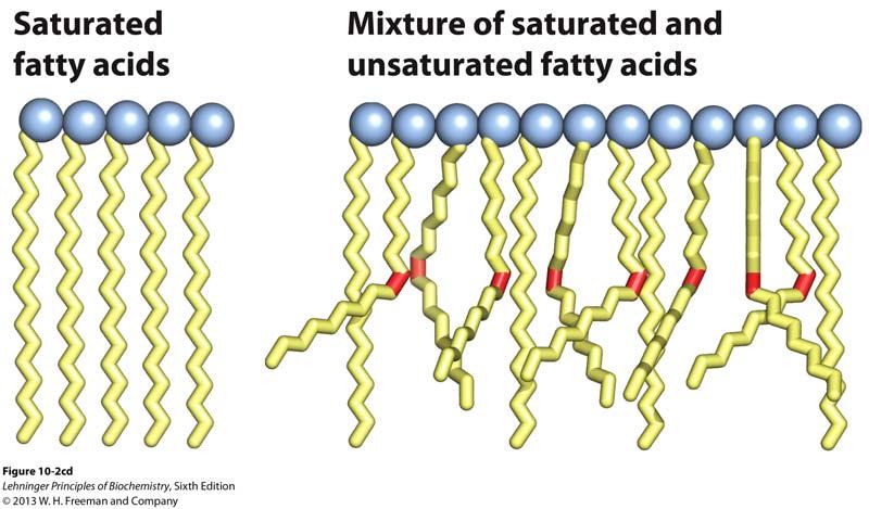 Melting Point and Double Bonds Saturated fatty acids pack in a fairly orderly way extensive favorable interactions Unsaturated cis fatty acid pack less orderly due to the kink