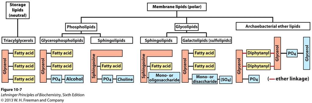Classification of Lipids Based on the structure and function Lipids that do not contain fatty acids: cholesterol,
