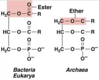 Membrane Structure in Archaea Unique glycerol chirality in phospholipids L-glycerol in archaea D-glycerol in bacteria Unique fatty acids Branched isoprene chains in archaea