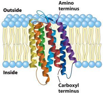 Integral Membrane Proteins Span the entire membrane Have asymmetry like the membrane Different domains in different compartments Tightly associated with membrane Hydrophobic stretches in the