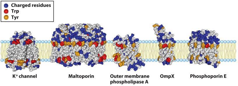 Amino acids in membrane proteins cluster in distinct regions Transmembrane segments are predominantly