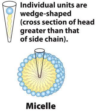 Micelle Forms in the solution of amphipathic molecules that have larger head than tail (Fatty acids, Sodium dodecyl sulfate) Each micelle has