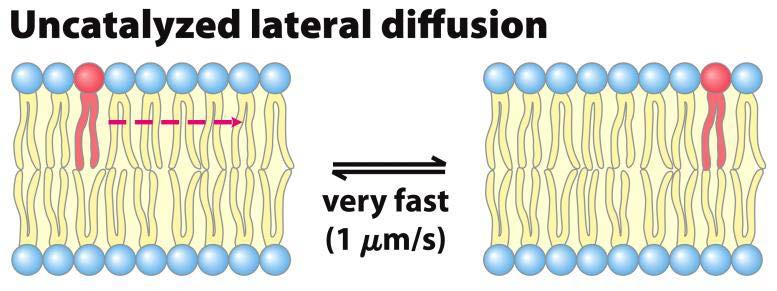 Membrane Dynamics: Lateral Diffusion Individual