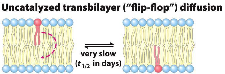 Membrane Dynamics: Transverse Diffusion Spontaneous flips from one leaflet to another are
