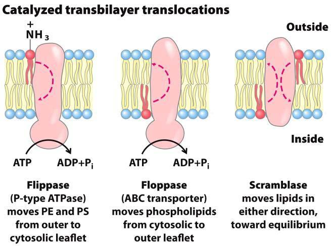 Membrane Diffusion: Flippase Flippases catalyze transverse diffusion