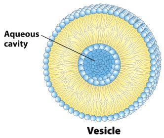 Vesicle (Liposome) Small bilayers will spontaneously seal into spherical vesicles Vesicle membranes can contain artificially inserted proteins The central aqueous