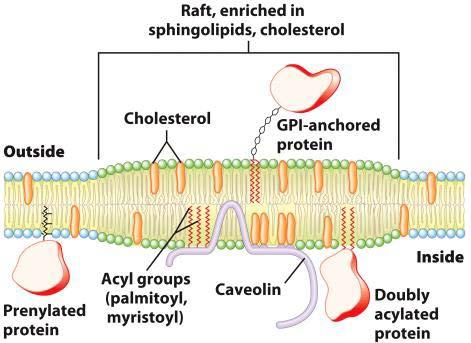 Membrane Rafts Lipid distribution in a single leaflet is not random or uniform Lipid rafts contain clusters of glycosphingolipids with