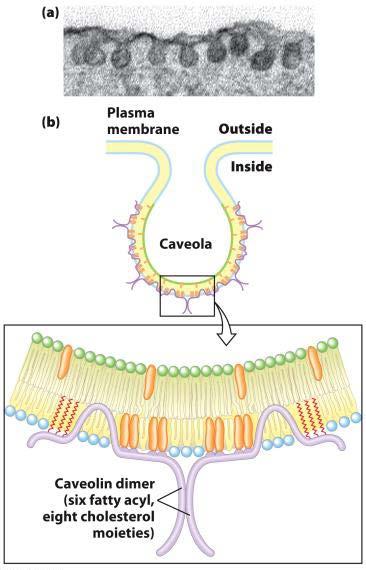 Caveolin forces membrane curvature Caveola
