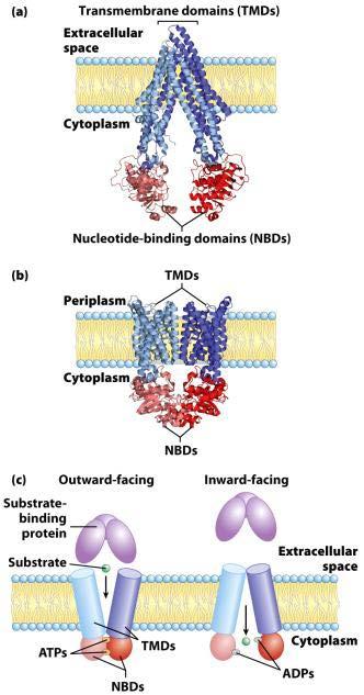 ABC transporters use ATP hydrolysis to drive transport of substrates (a) The multidrug transporter of animal cells (MDR1, also called P glycoprotein; PDB ID 3G60),
