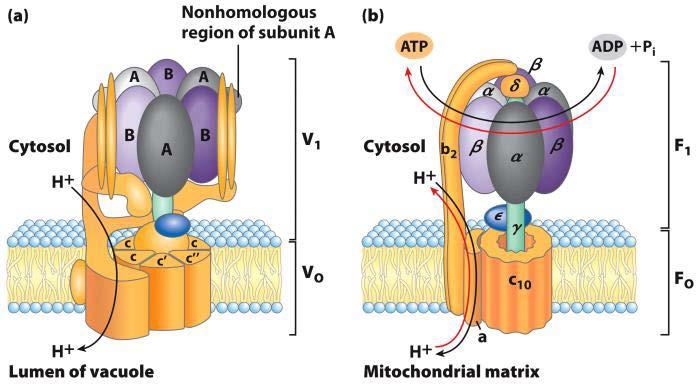 Proton driven ATPases can function in both directions The V o V 1 H + ATPase uses ATP to pump protons into vacuoles and lysosomes,