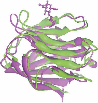 Galectin-3 β-galactoside binding lectin Found in all 3 cellular compartments One of a