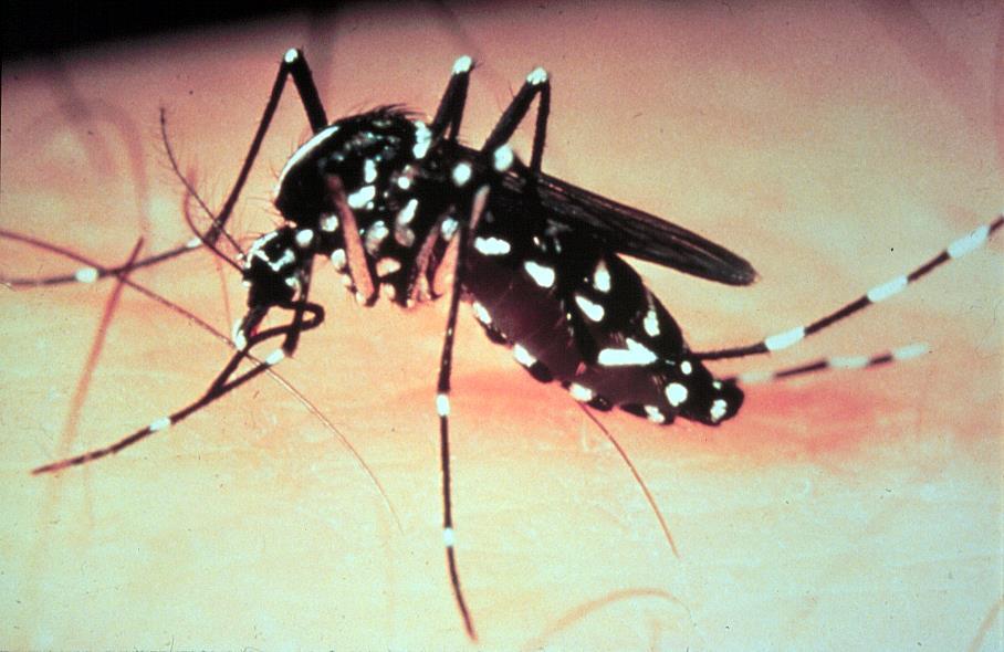 Urban Mosquito Vectors Secondary Vector: Aedes albopictus Biology: Day biting