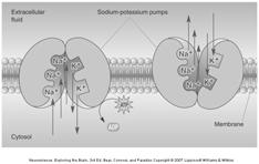 The sodium-potassium pump Enzyme - breaks down ATP when Na present Calcium pump: Actively transports Ca 2+ out of cytosol Relative Ion Permeabilities of the Membrane at Rest Neurons permeable to