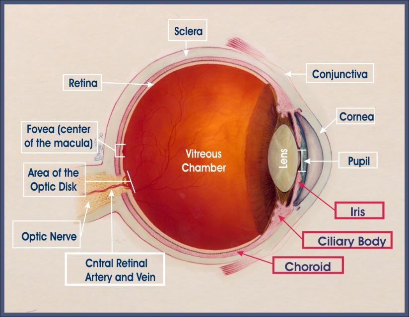 Pt Info Brochure Uveitis Q: What is Uvea? A: Uvea is the middle layer of the eye. It is the most vascular structure of the eye. It provides nutrition to the other parts of the eye.