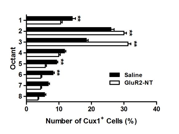saline groups, Cux1 + cells were more evenly distributed with higher percentages in middle cortical layers of octants 5 and 6
