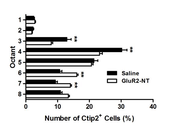 (d) A significantly larger proportion of Ctip2 + cells was found within deeper layers of octants 6 and 7 in -treated mice, but those