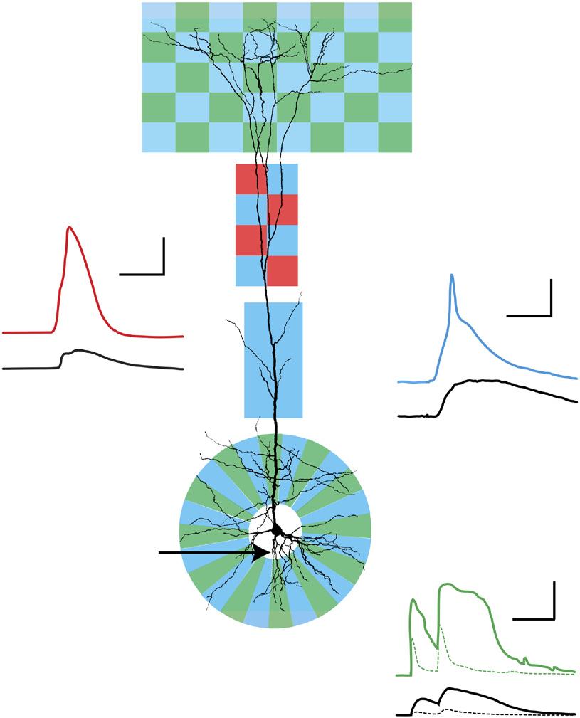 As a result of the electrical properties of the dendritic tree, these dendritic spikes often propagate poorly and usually do not actively spread to the soma and axon.