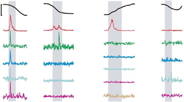 effect of synaptic input on neuronal output. Requirements for dendritic spike generation Despite the progress made in understanding dendritic integration in vivo, one issue stands out.