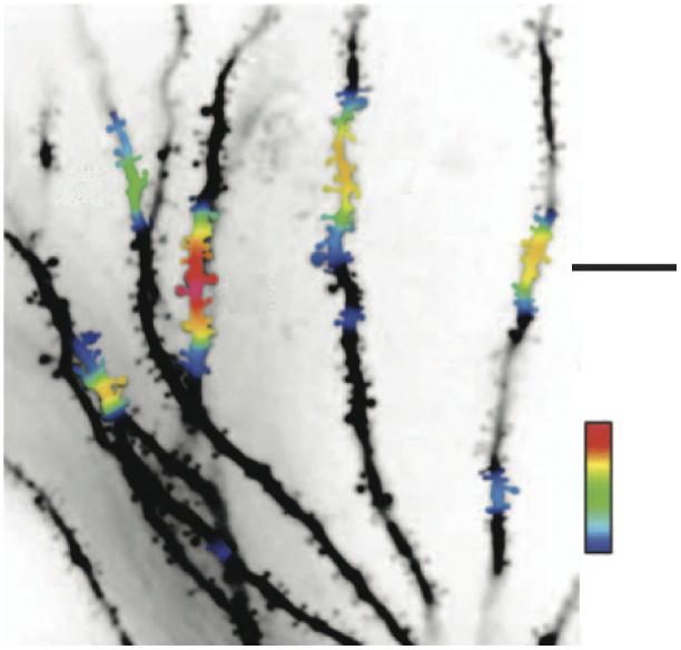 R e v i e w neurons both in vitro and in vivo support the idea that spontaneous synaptic input onto the same dendrite can be activated in a clustered manner 132,133 (Fig. 4c).