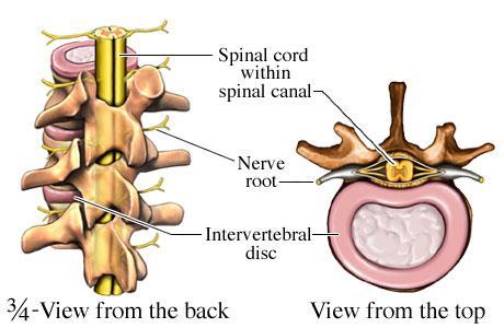 Continuation of the medulla oblongata Located in the vertebral column Consists