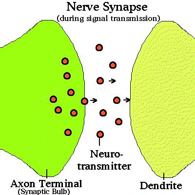 1. Nerve impulse arrive at axon terminal (synaptic knob) 2.