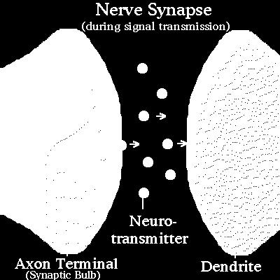 Neurotransmitters diffuse across the synapse to the subsequent dendrite. 4.