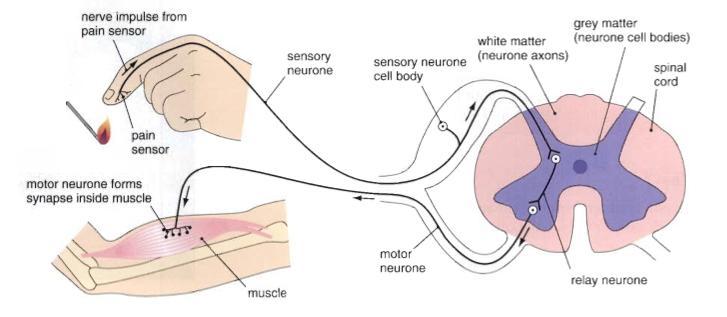 When the hand touch a hot object, receptors are stimulated Impulses is generated travels along afferent neurone to the spinal cord Impulse travels to an interneurone then