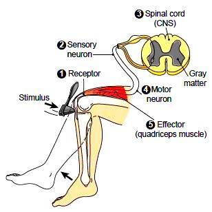 When the tendon below the kneecap is tapped, quadriceps muscle stretched - will trigger nerve impulse Impulse is transmitted to the spinal cord by