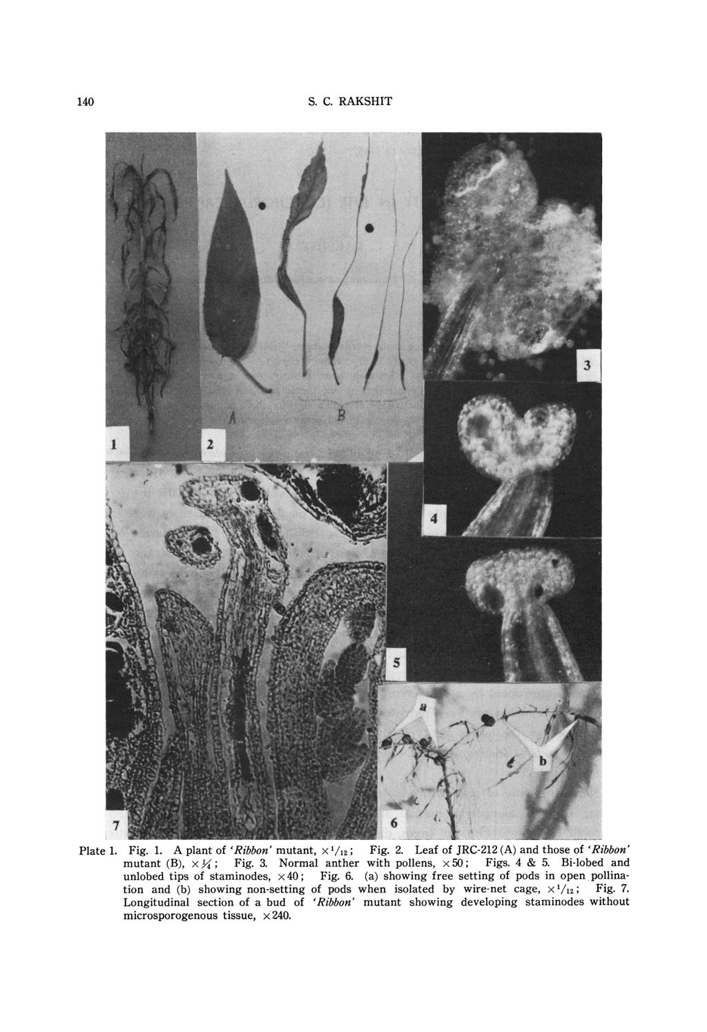 140 Plate S. C. RAKSHIT 1. Fig. 1. A plant of `Ribbon' mutant, x '/12; Fig. 2. Leaf of JRC-212 (A) and those of `Ribbon' mutant (B), x )4 ; Fig. 3. Normal anther with pollens, x 50; Figs. 4 & 5.