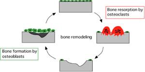During adulthood, when bones are no longer growing, remodeling becomes the primary process. In remodeling, bone is resorbed and replaced at the same site.