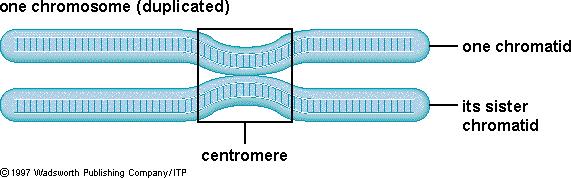 have no nucleus or organelles. As chromosome duplicates, copies move to opposite sides of cell. After duplication and cell growth, membrane grows inward, dividing the cell.