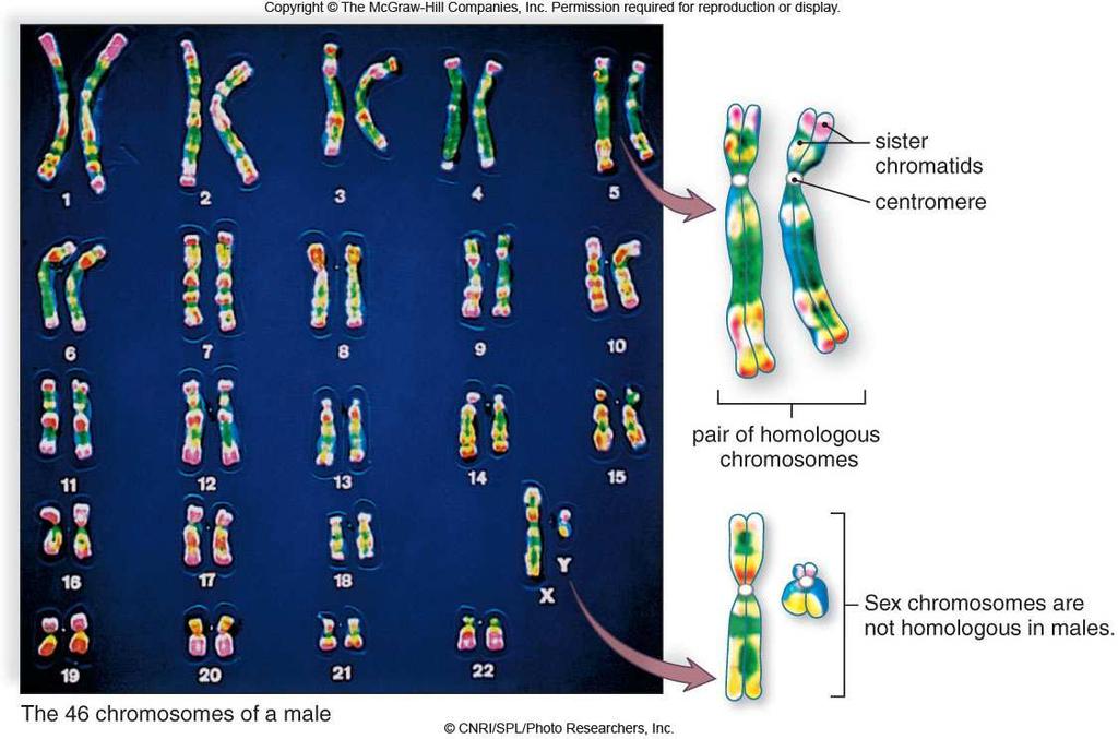 Autosomes Sex Chromosomes Culture cells, stimulate mitosis, stop division at metaphase