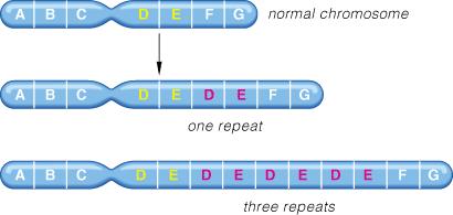 disruption during crossing over Rare Duplication Deletion Inversion Translocation DNA