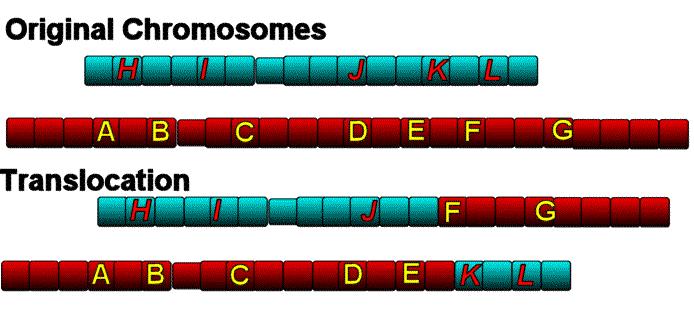 Broken part of one chromosome attaches to another