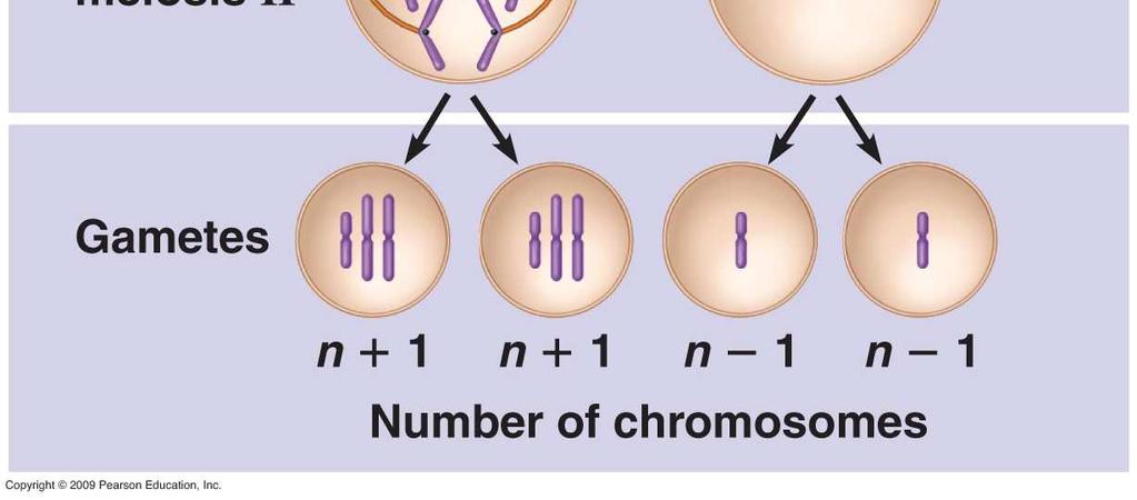 chromosome Trisomy (2n + 1) three of a type of chromosome