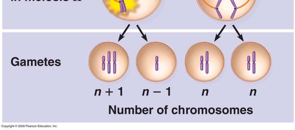 , triploid = 3n, tetraploid = 4n) Trisomy cells with 2n+1 of