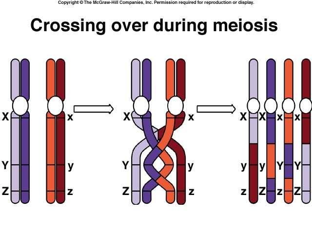 MeiosisGamete formationfertilization DiploidHaploidFertilizationDiploid Almost identical to mitosis Chromosomes mix Cells and chromosomes divide TWICE before process ends Ends