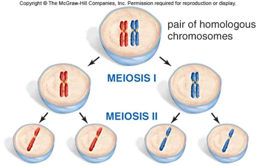 during interkinesis (the period between meiosis I and II) DNA is NOT duplicated prior to 2 nd stage of Meiosis Prophase II New centrioles move to poles of new cells Metaphase