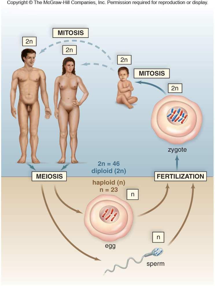 MITOSIS Somatic cells Grow, replace, repair 2 daughter cells, 2n No