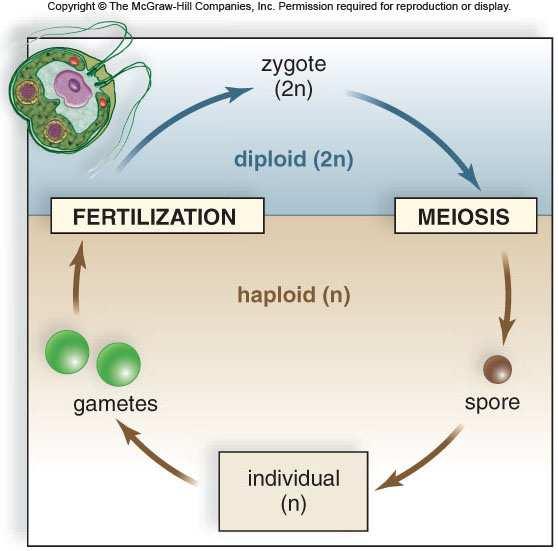 reproduction Life cycle - in sexually reproducing organisms, all the