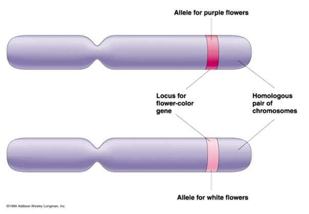 males, occurs in the testes and produces sperm Oogenesis in females, occurs
